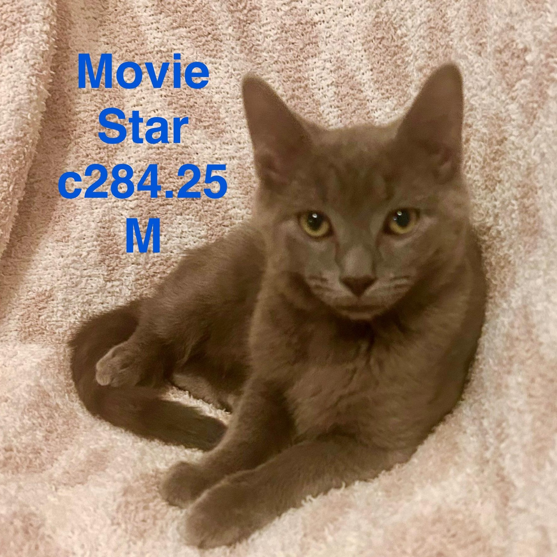 Foster Movie Star, Adoptable, Kitten Male Domestic Short Hair.