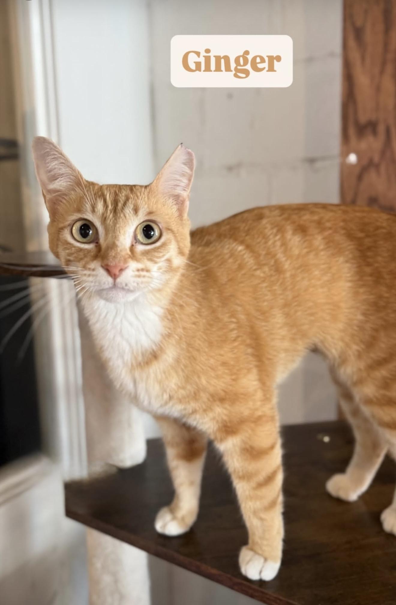 Ginger-at Pounce Cat Cafe, a Adoptable Domestic Short Hair in Mount Pleasant, SC image 1/4