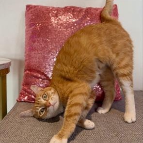 Ginger-at Pounce Cat Cafe, a Adoptable Domestic Short Hair in Mount Pleasant, SC image 2/4