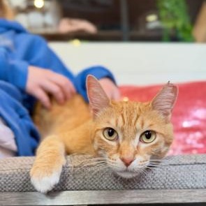 Ginger-at Pounce Cat Cafe, a Adoptable Domestic Short Hair in Mount Pleasant, SC image 3/4