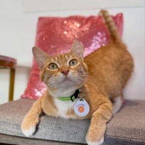 Ginger-at Pounce Cat Cafe, a Adoptable Domestic Short Hair in Mount Pleasant, SC image 4/4