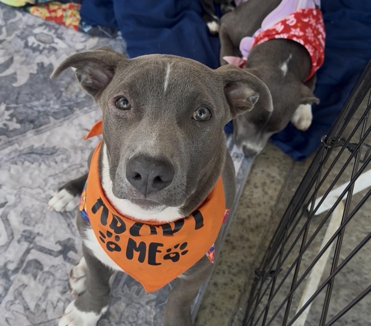 Smokey, ADOPTABLE, Puppy Male Terrier.