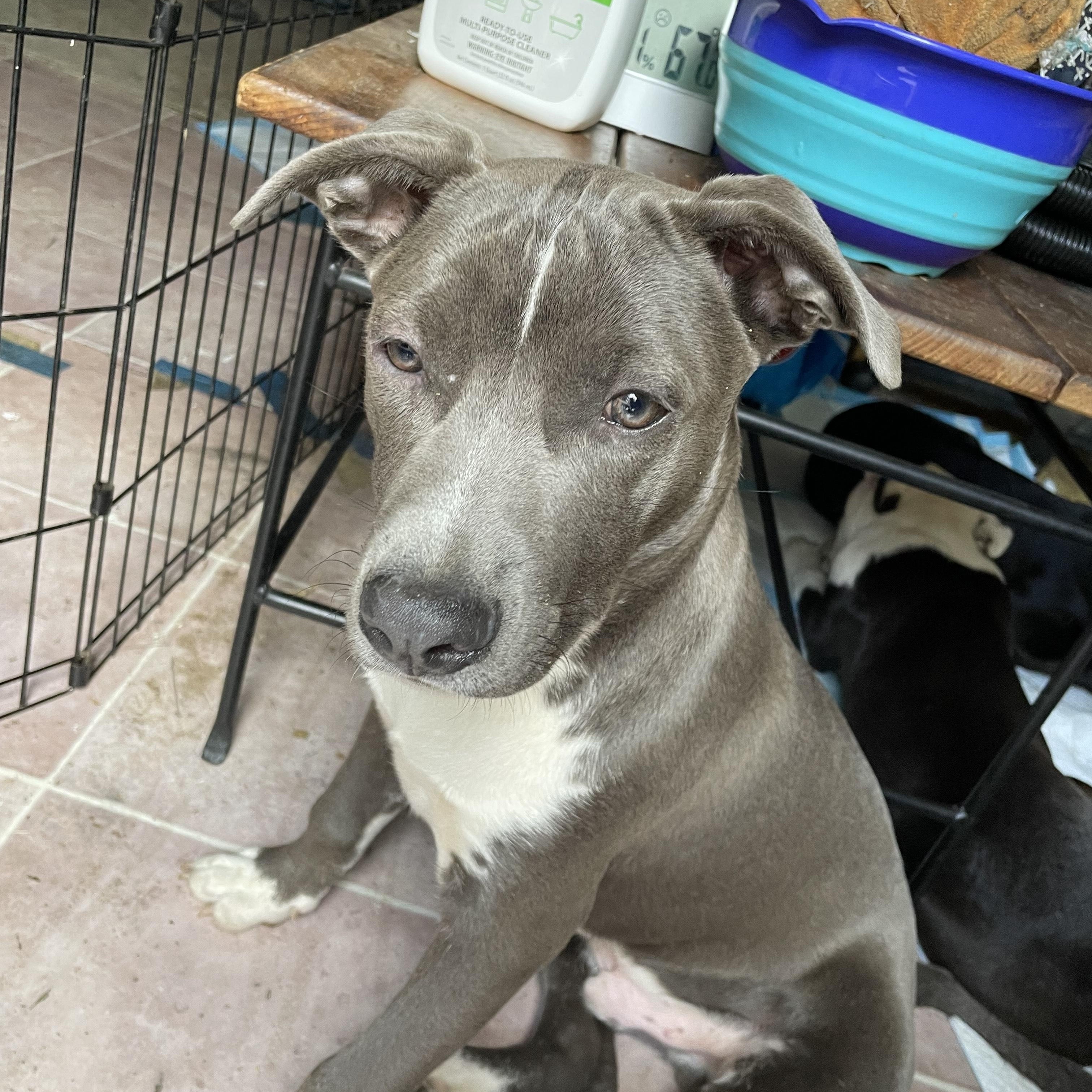 Enlarge Smokey, a ADOPTABLE mixed breed in Buena Park, CA image 2/2