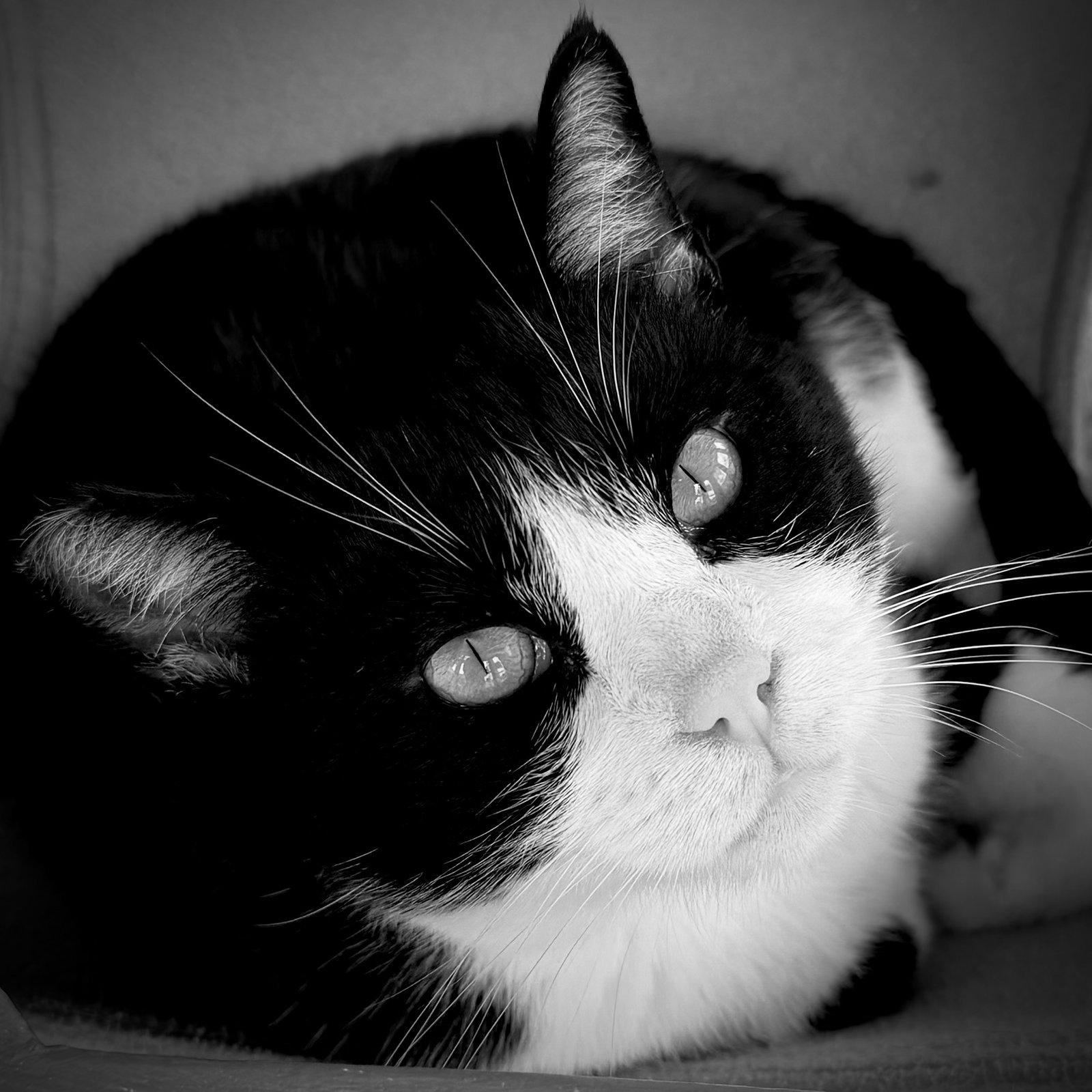 Jackson (Needs Cat Buddy), Adoptable, Adult Male Domestic Short Hair.