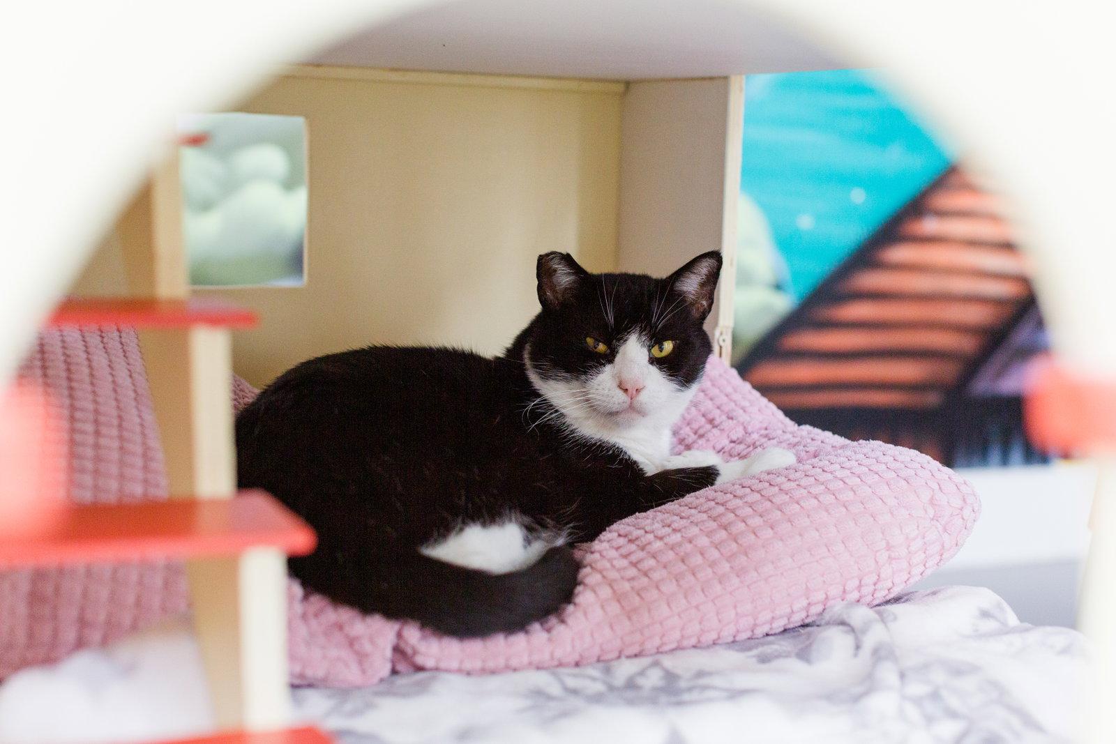 Jackson (Needs Cat Buddy), a Adoptable Domestic Short Hair in Oakland, CA image 2/2