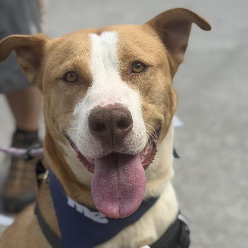 Blaise, Adoptable, Adult Male Retriever & Mixed Breed.