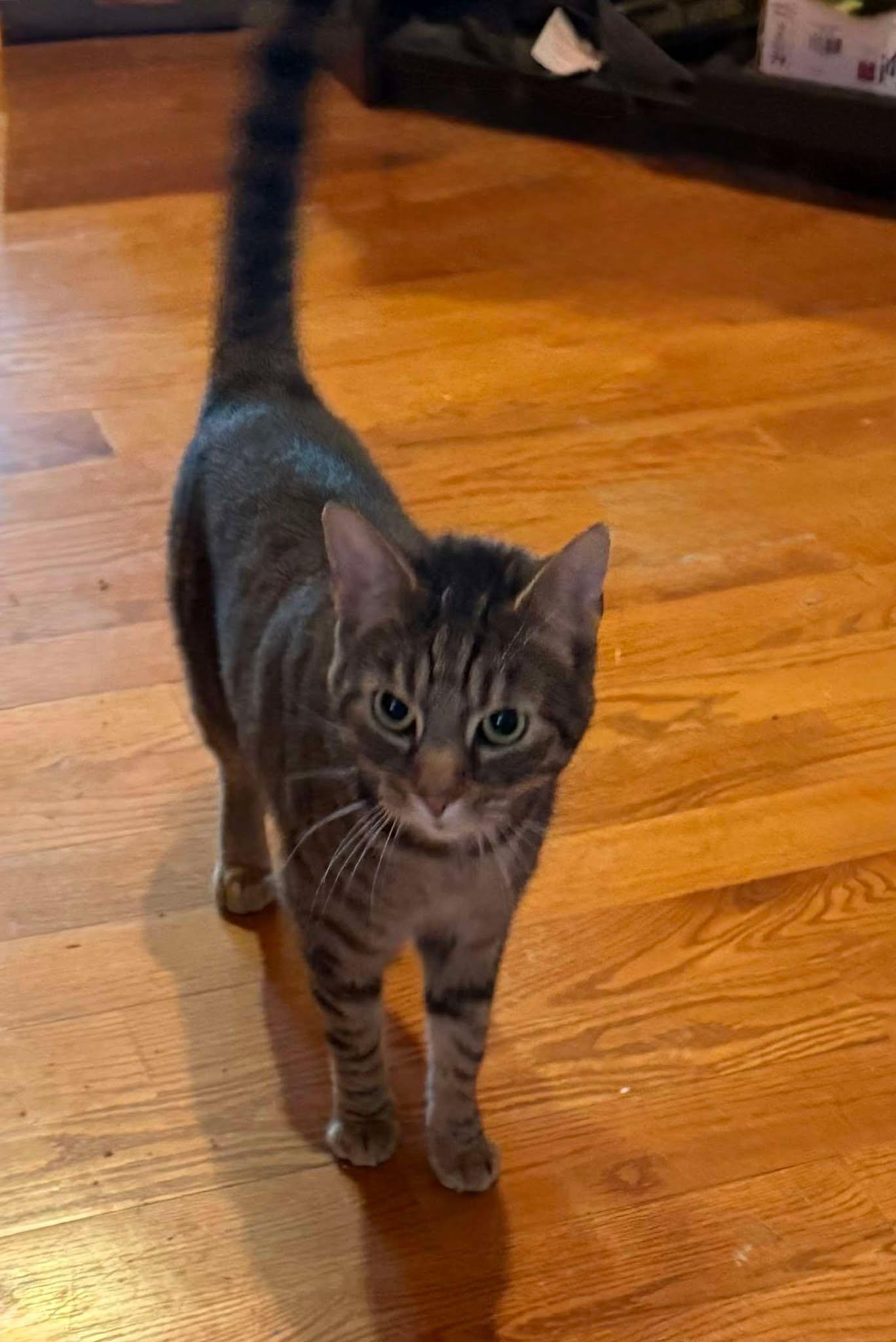 Mary/Eevee 0124, Adoptable, Young Female Domestic Short Hair & Tabby.