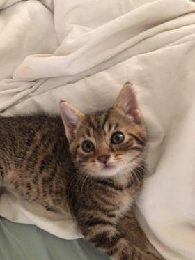 Enlarge Mary/Eevee 0124, a Adoptable mixed breed in Stephens City, VA image 2/2