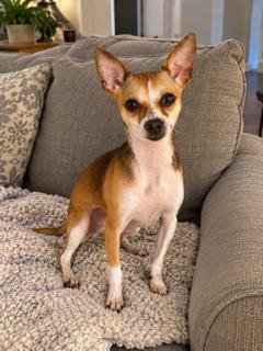 Enlarge Amy, a Adoptable Chihuahua in Boca Raton, FL image 1/2