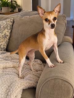 Enlarge Amy, a Adoptable Chihuahua in Boca Raton, FL image 2/2