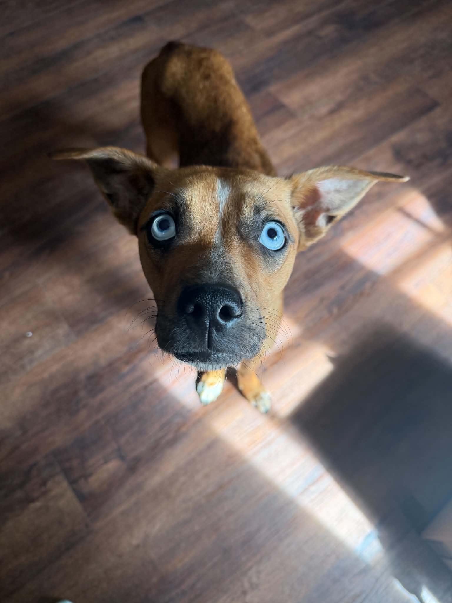 Enlarge Acadia, a ADOPTABLE mixed breed in Wichita Falls, TX image 3/3