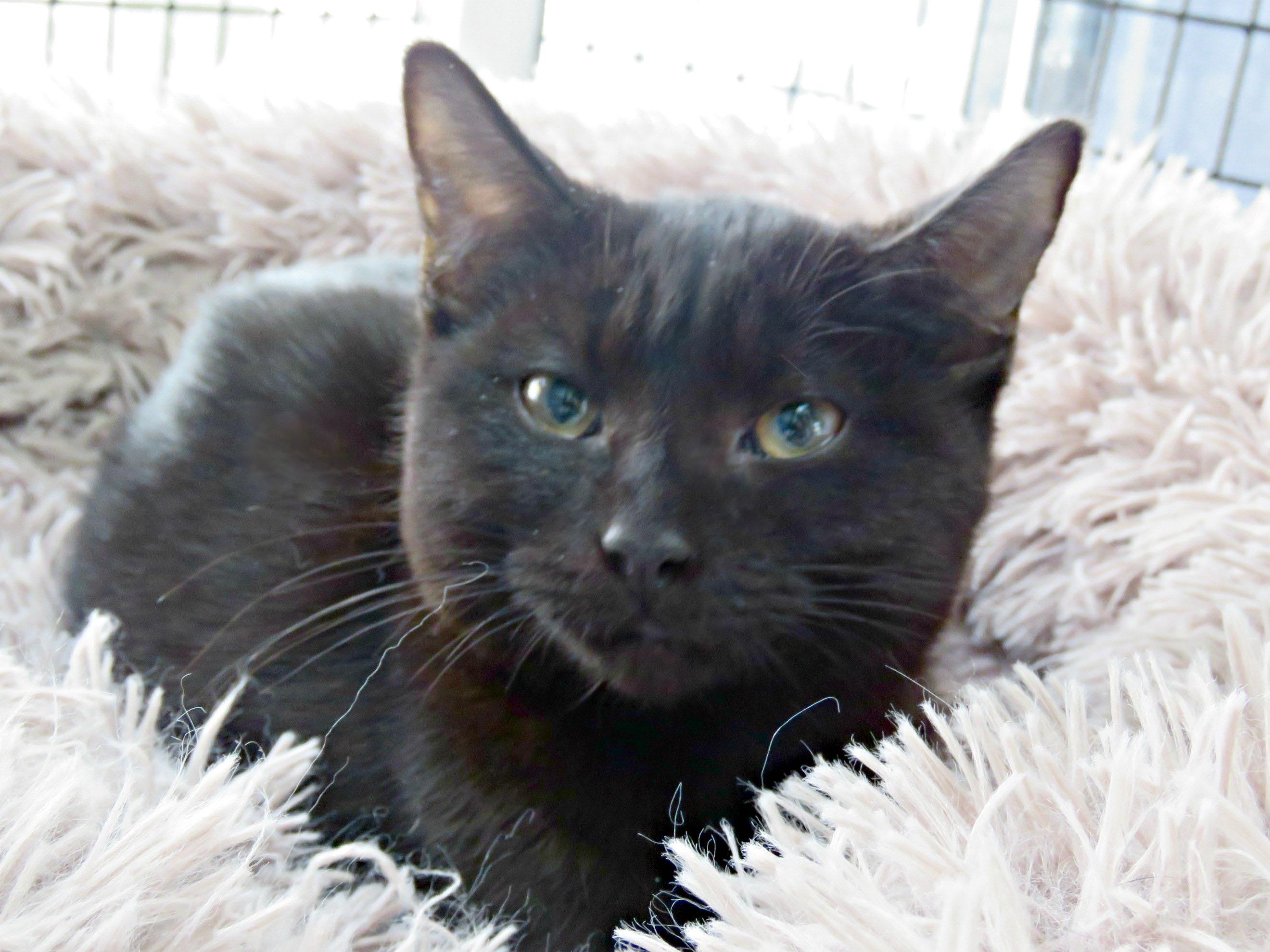 Enlarge Tony, an adopted mixed breed in Lexington, VA image 2/4