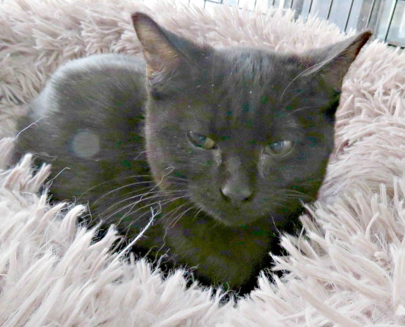 Enlarge Tony, an adopted mixed breed in Lexington, VA image 4/4