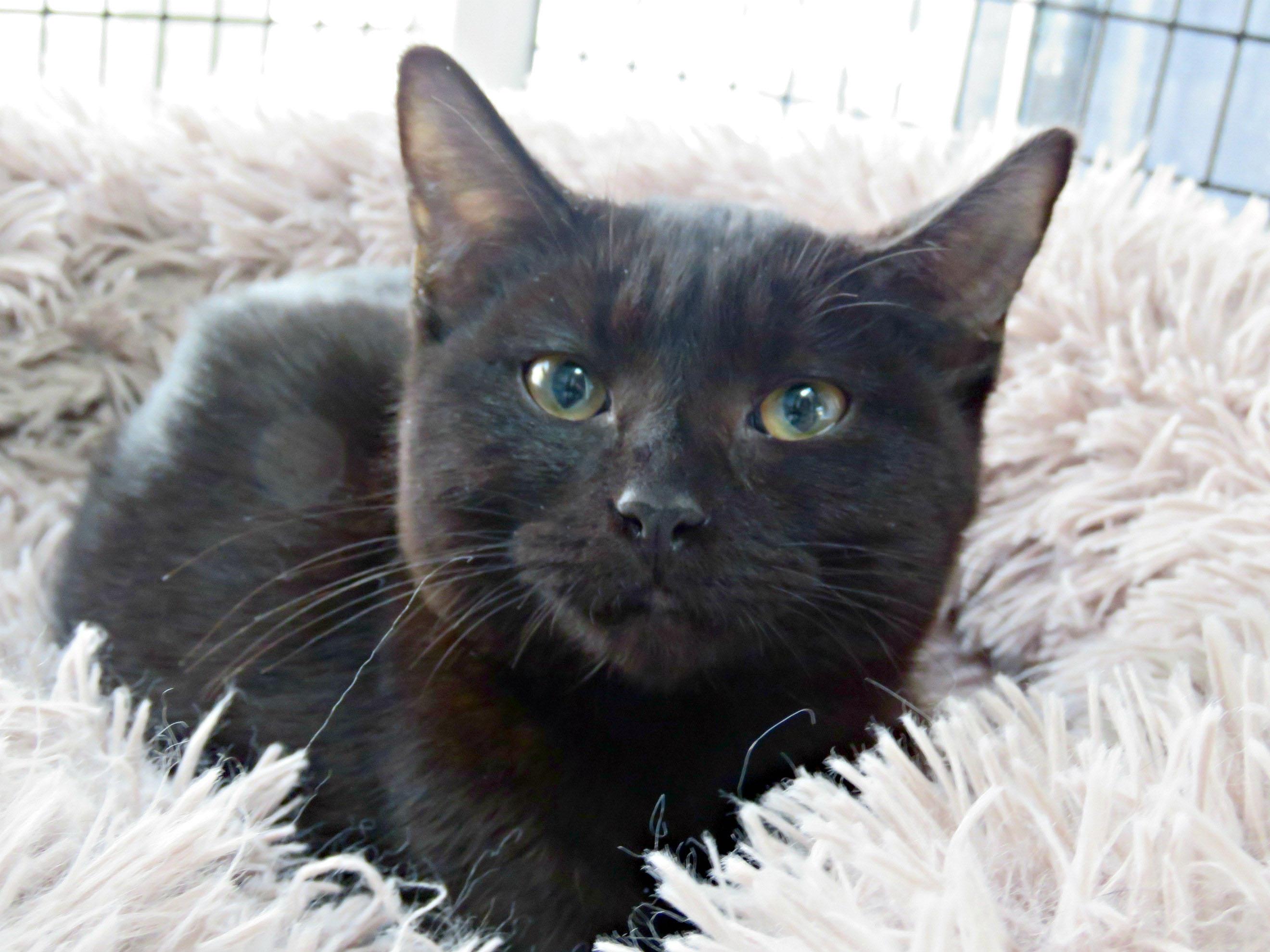 Tony, adopted, Kitten Male Domestic Short Hair.