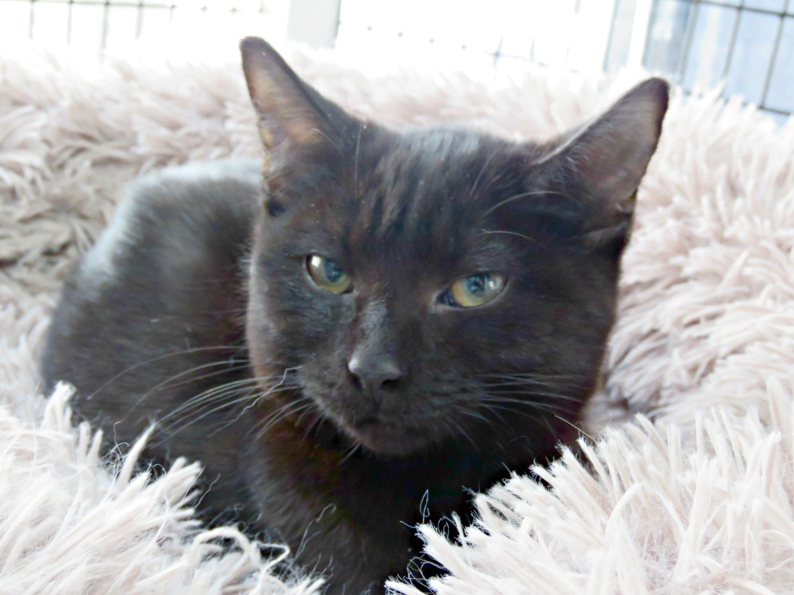 Enlarge Tony, an adopted mixed breed in Lexington, VA image 3/4