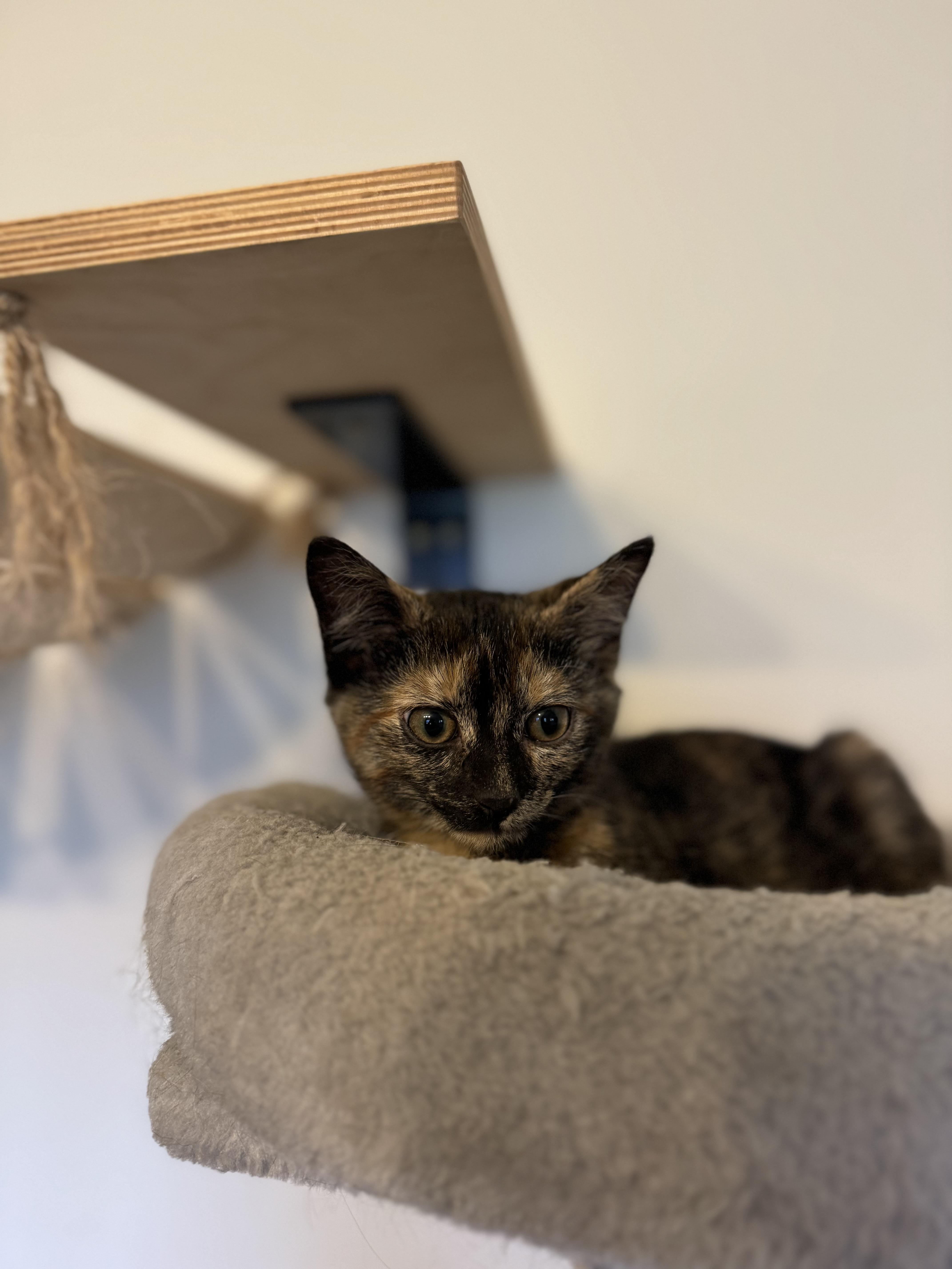 Enlarge Miss Minny, a Adopted mixed breed in Lynchburg, TN image 1/1