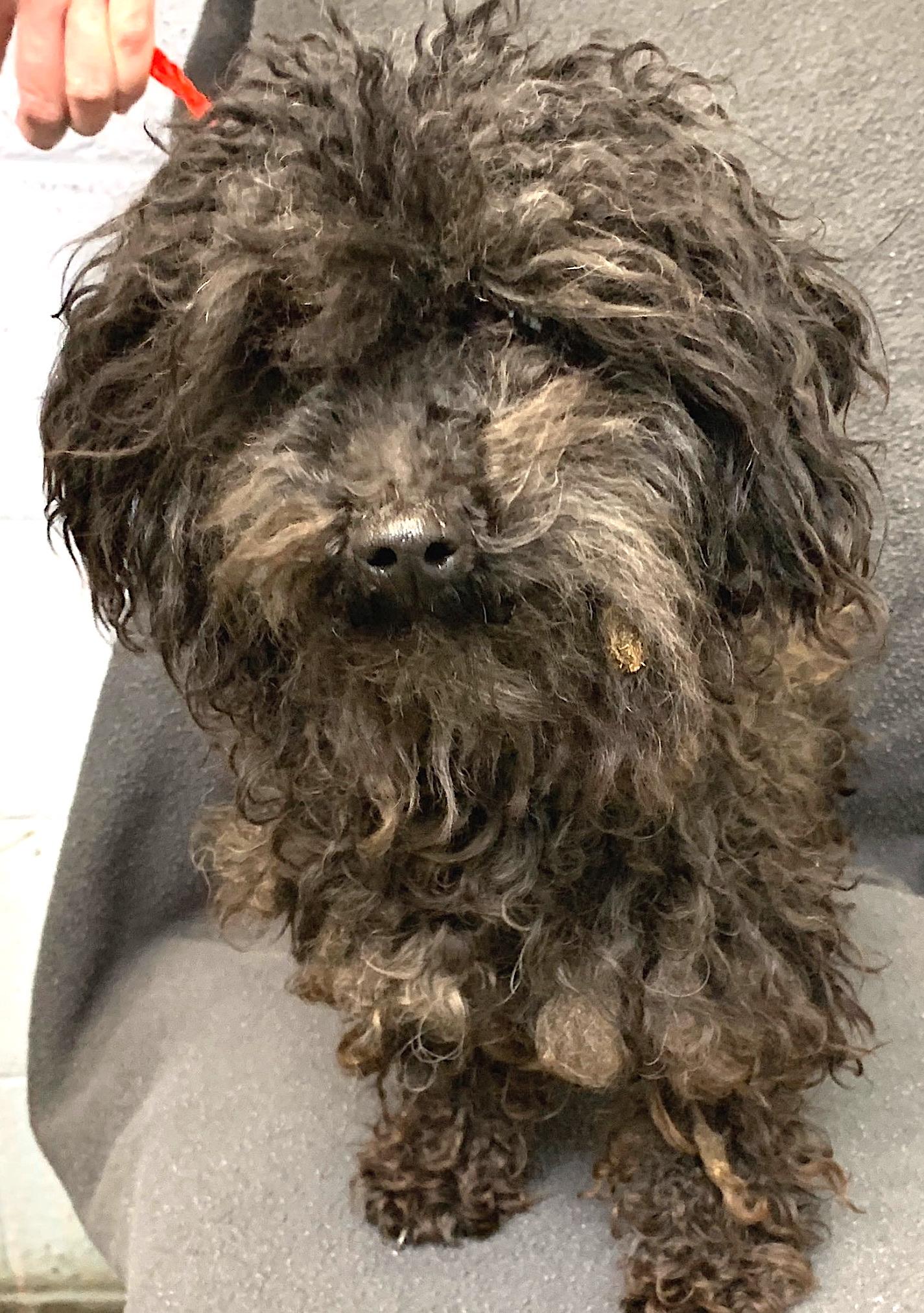 Enlarge Happi, a ADOPTABLE mixed breed in Mount Airy, NC image 3/3