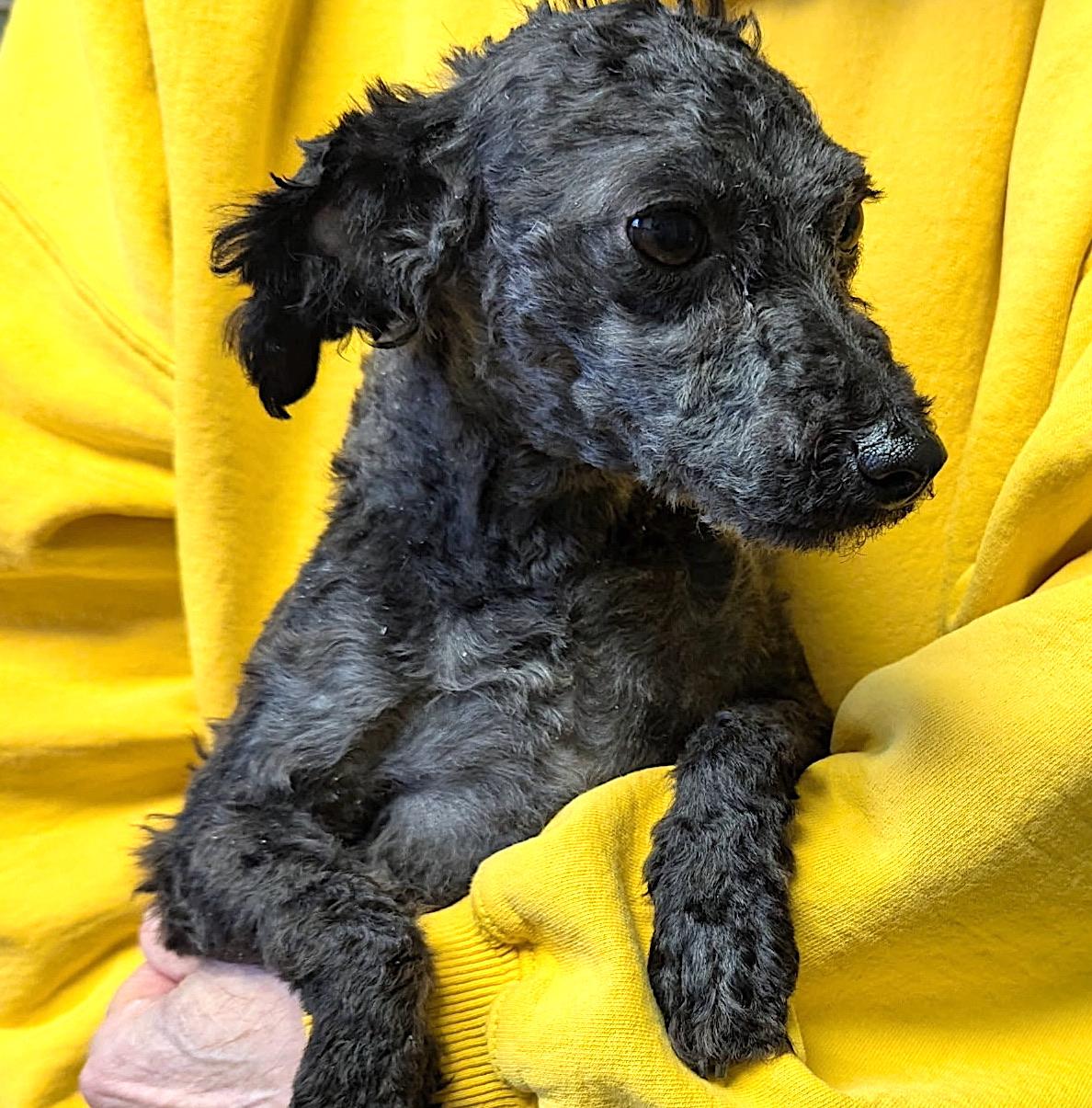 Enlarge Happi, a ADOPTABLE mixed breed in Mount Airy, NC image 2/3