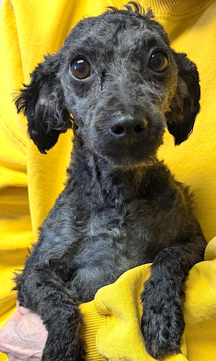 Enlarge Happi, a ADOPTABLE mixed breed in Mount Airy, NC image 1/3