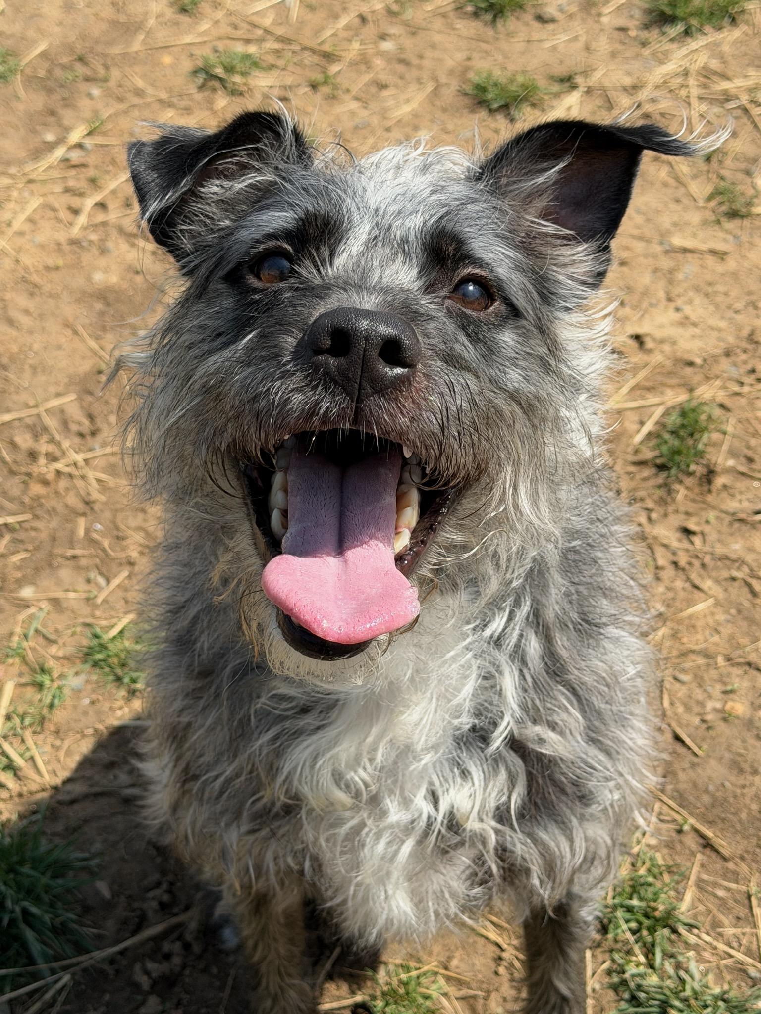Enlarge Shadow (ID 50932/1096), a ADOPTABLE mixed breed in Manassas, VA image 1/1