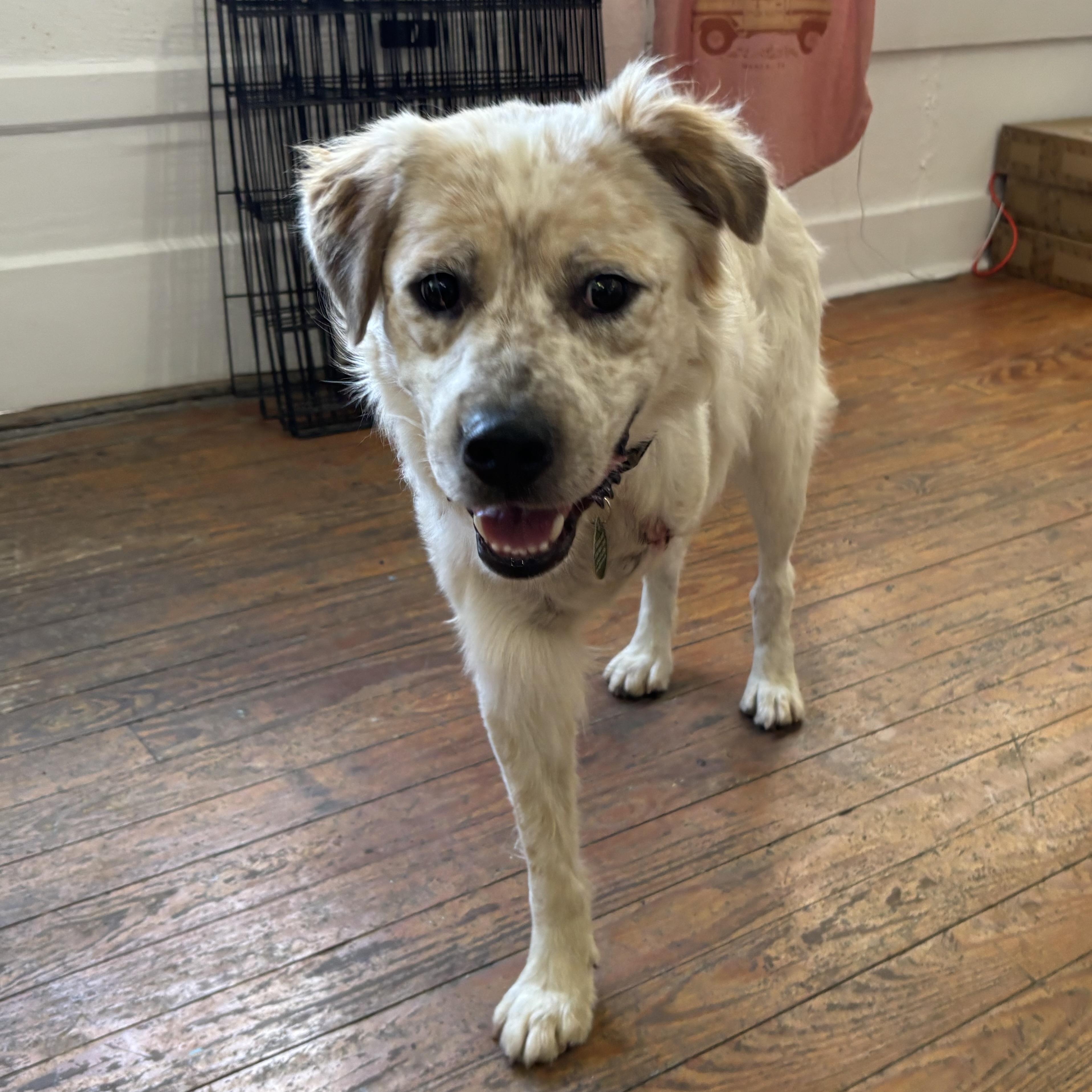 Enlarge Trinity, an adopted mixed breed in Marfa, TX image 4/6