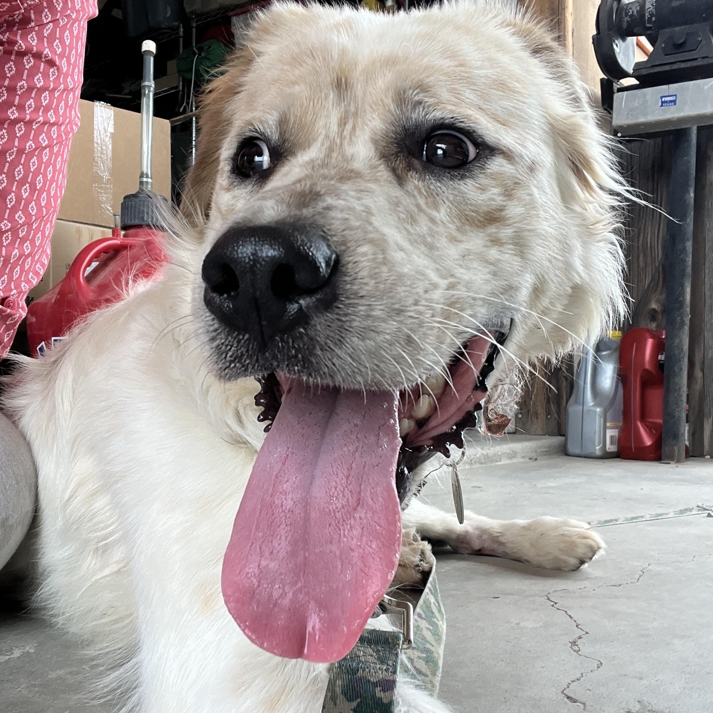 Enlarge Trinity, an adopted mixed breed in Marfa, TX image 5/6