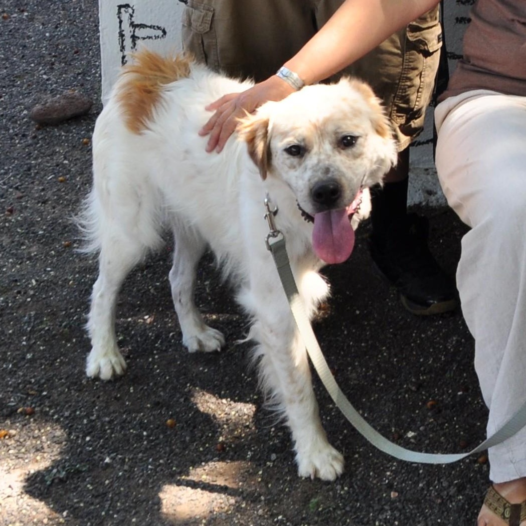 Enlarge Trinity, an adopted mixed breed in Marfa, TX image 2/6