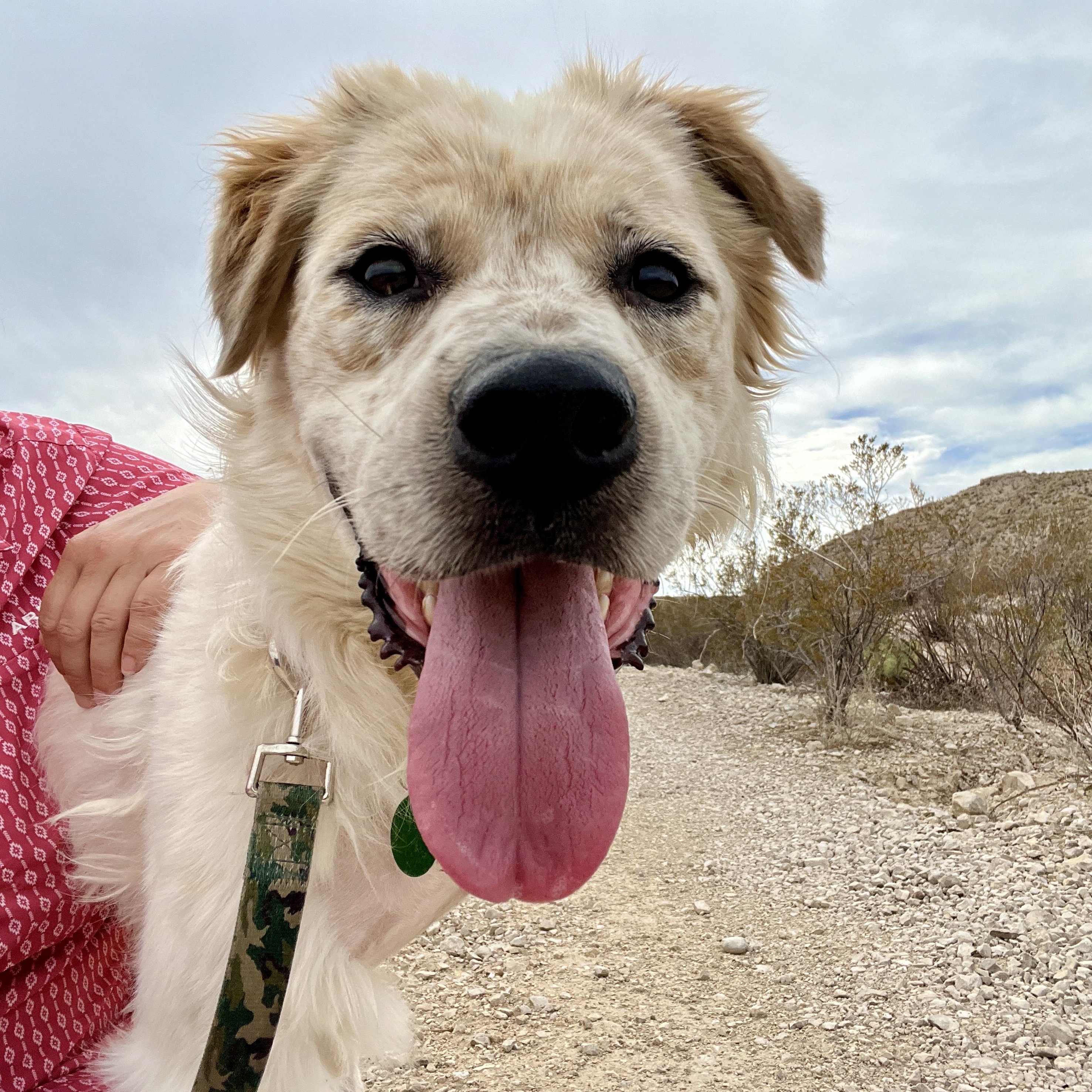 Trinity, adopted, Young Male Australian Cattle Dog / Blue Heeler.