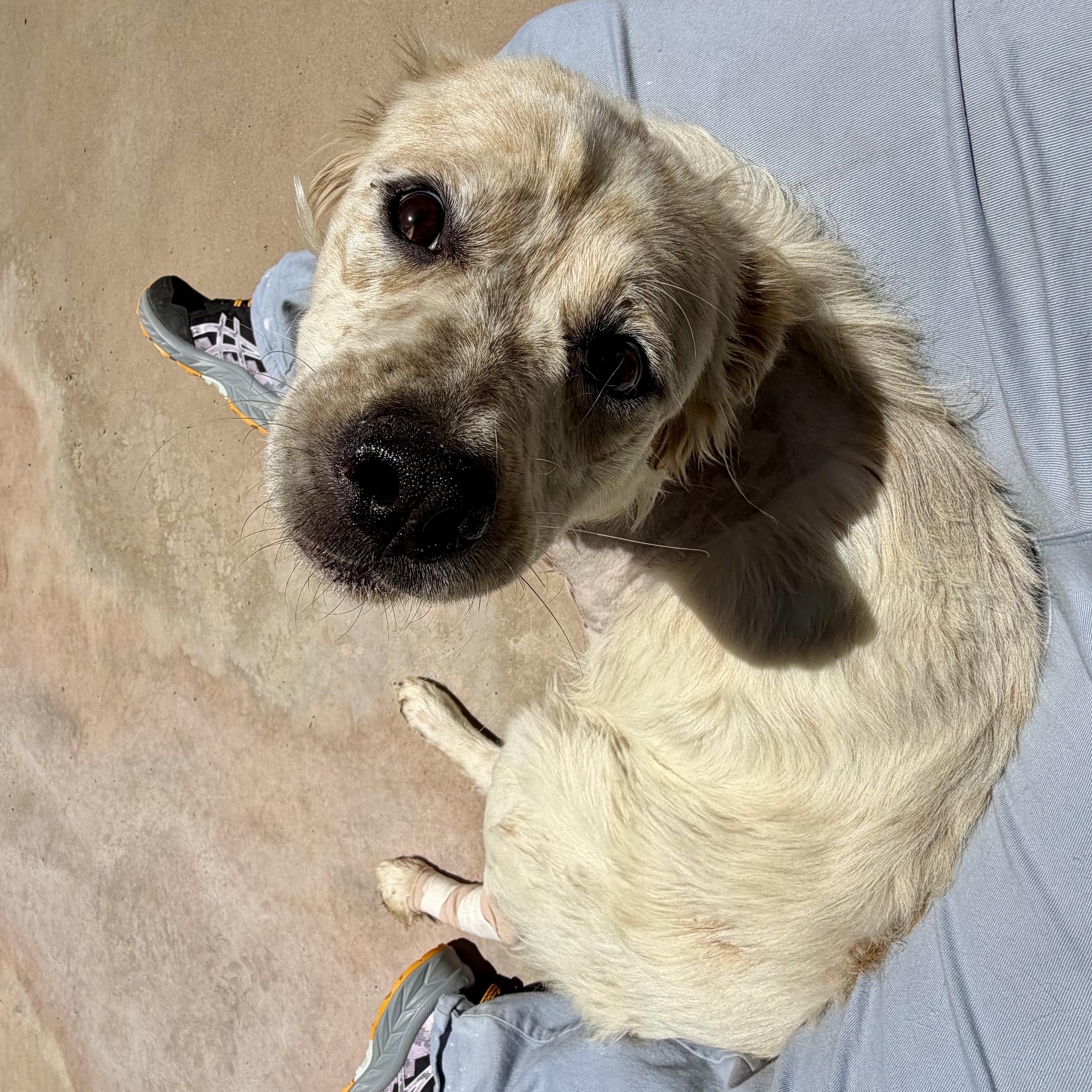 Enlarge Trinity, an adopted mixed breed in Marfa, TX image 6/6