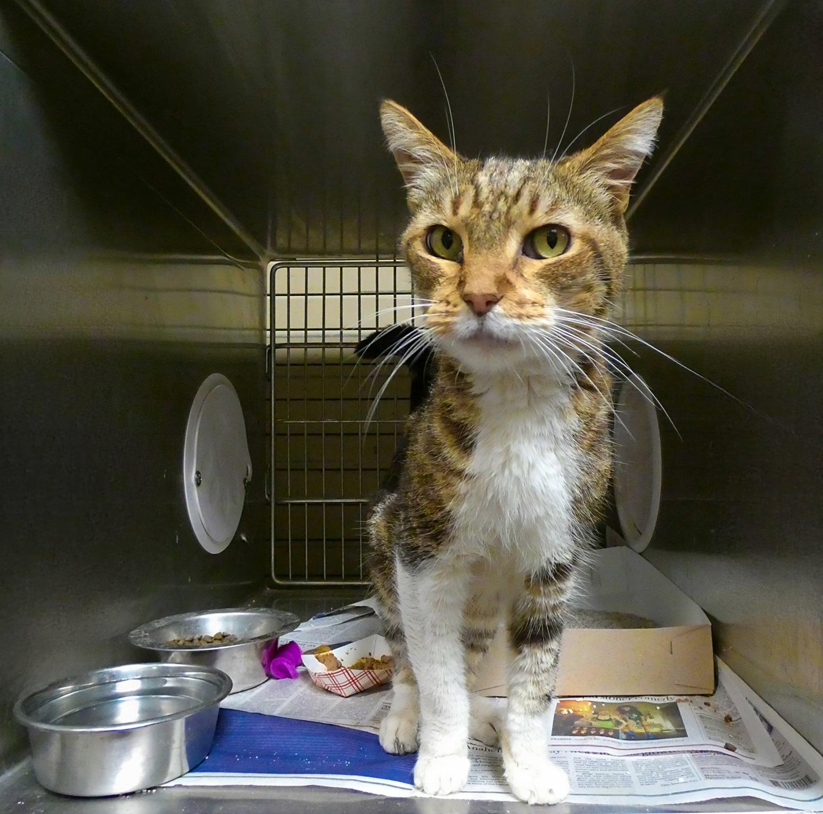 Enlarge LOGAN, a Adoptable Tabby in Pasadena, CA image 1/1