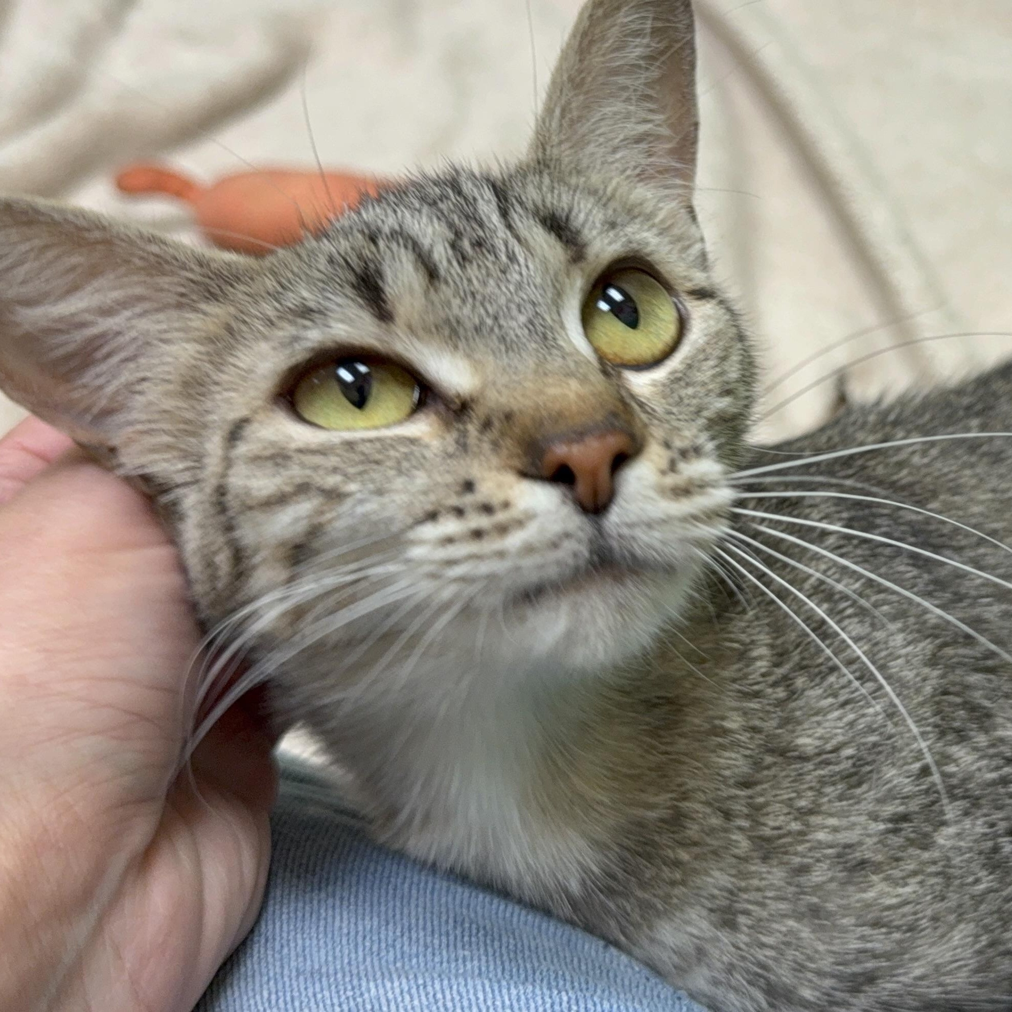 Eve, a Adoptable mixed breed in Latrobe, PA image 4/6