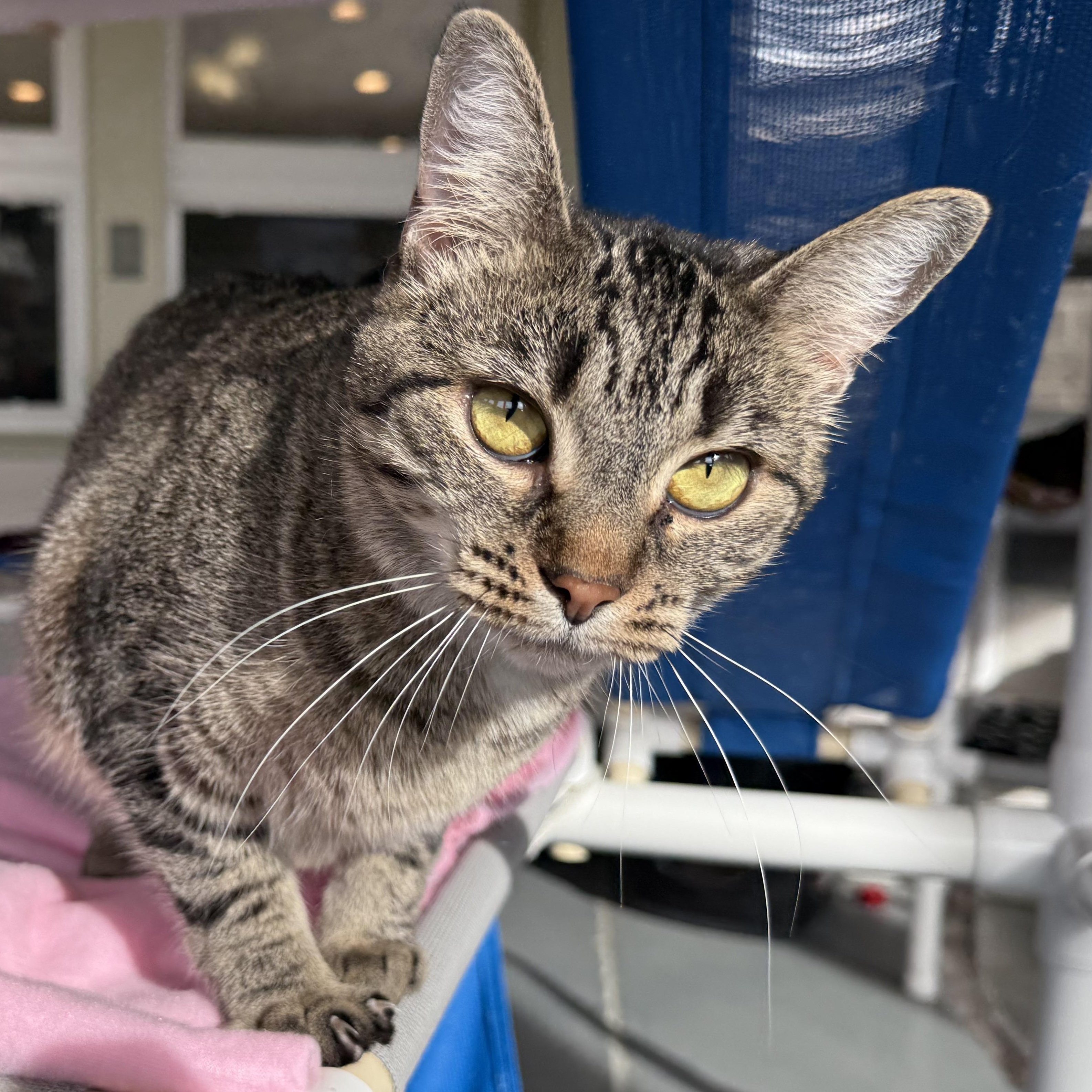 Eve, Adoptable, Adult Female Domestic Short Hair.