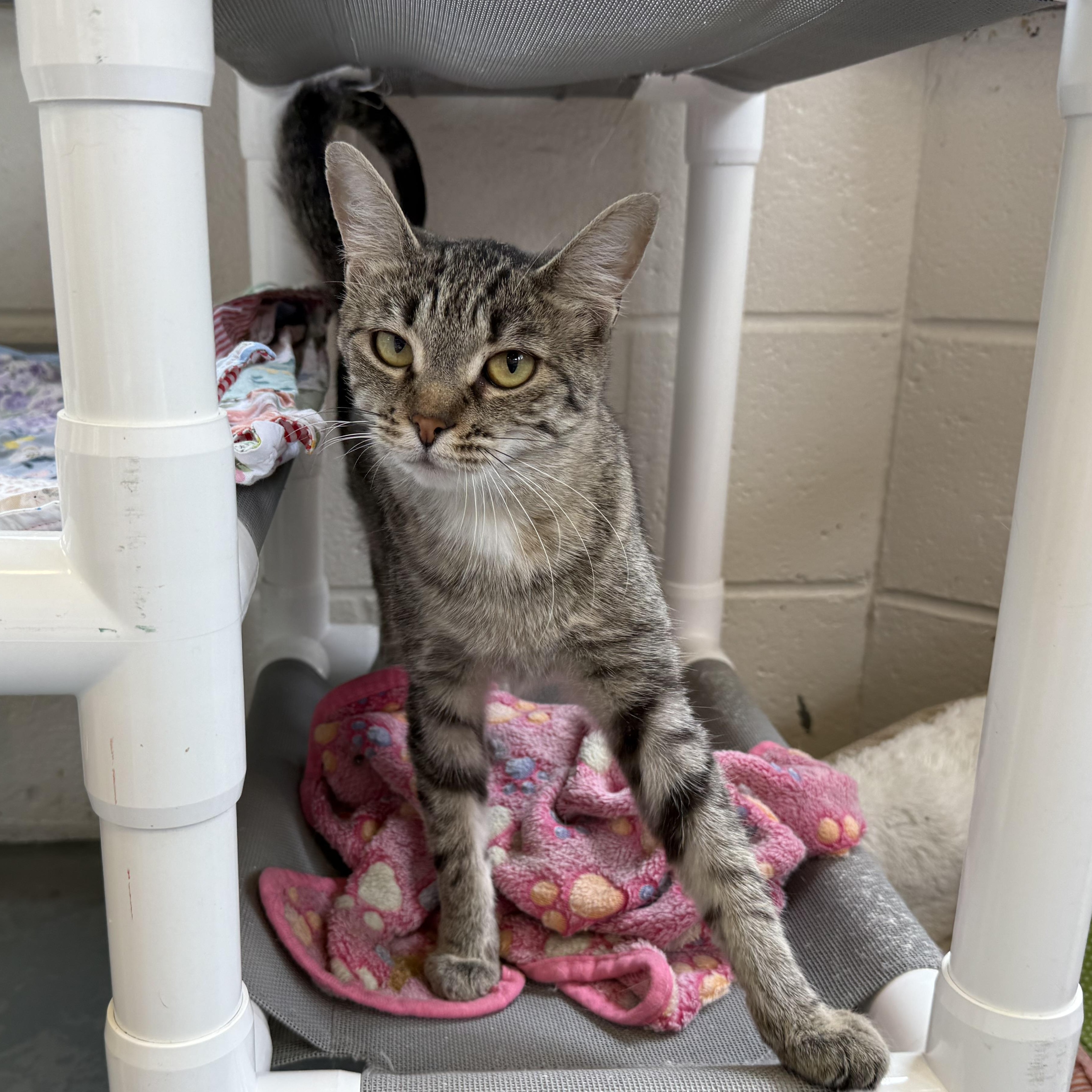 Eve, Adoptable, Adult Female Domestic Short Hair.