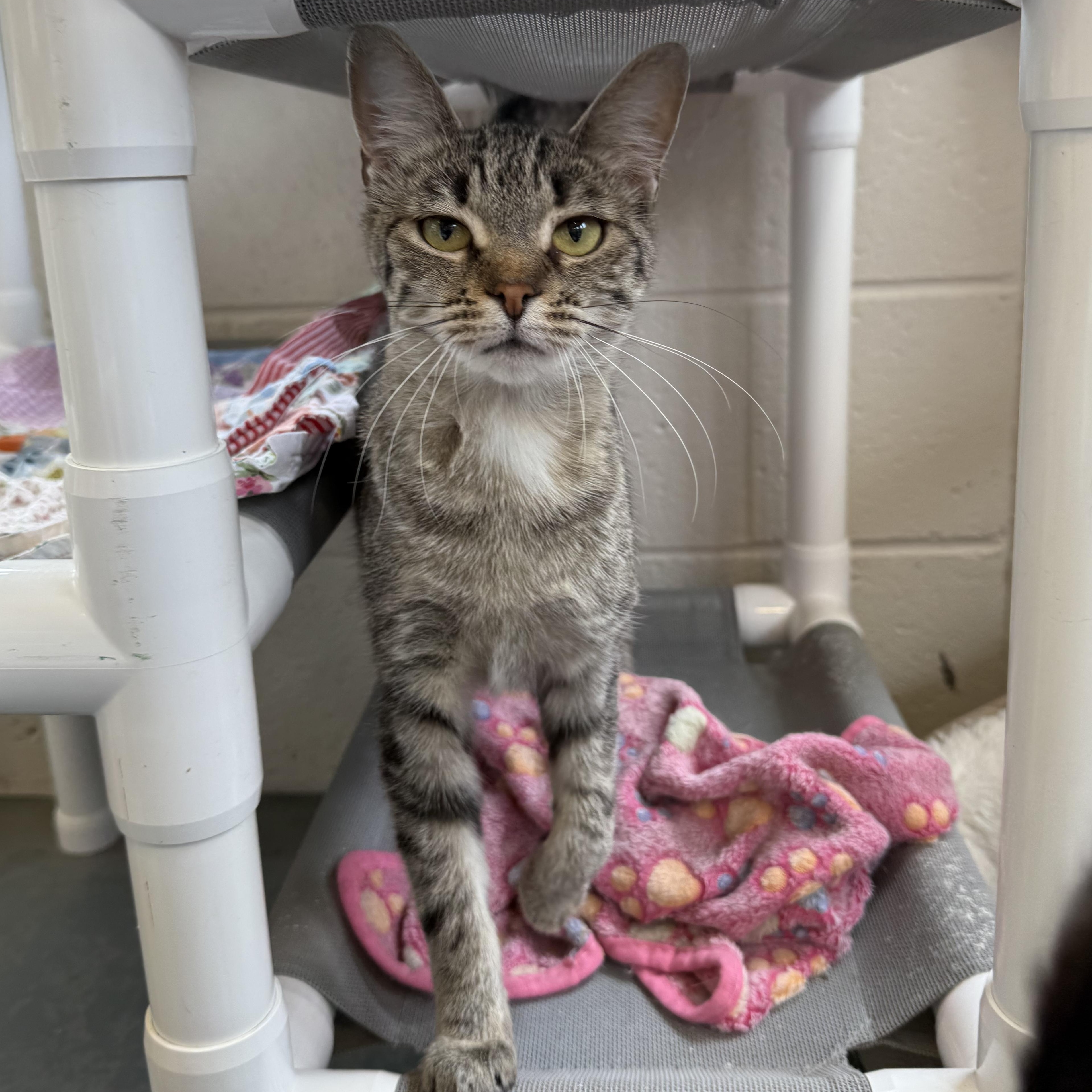 Eve, a Adoptable mixed breed in Latrobe, PA image 6/6