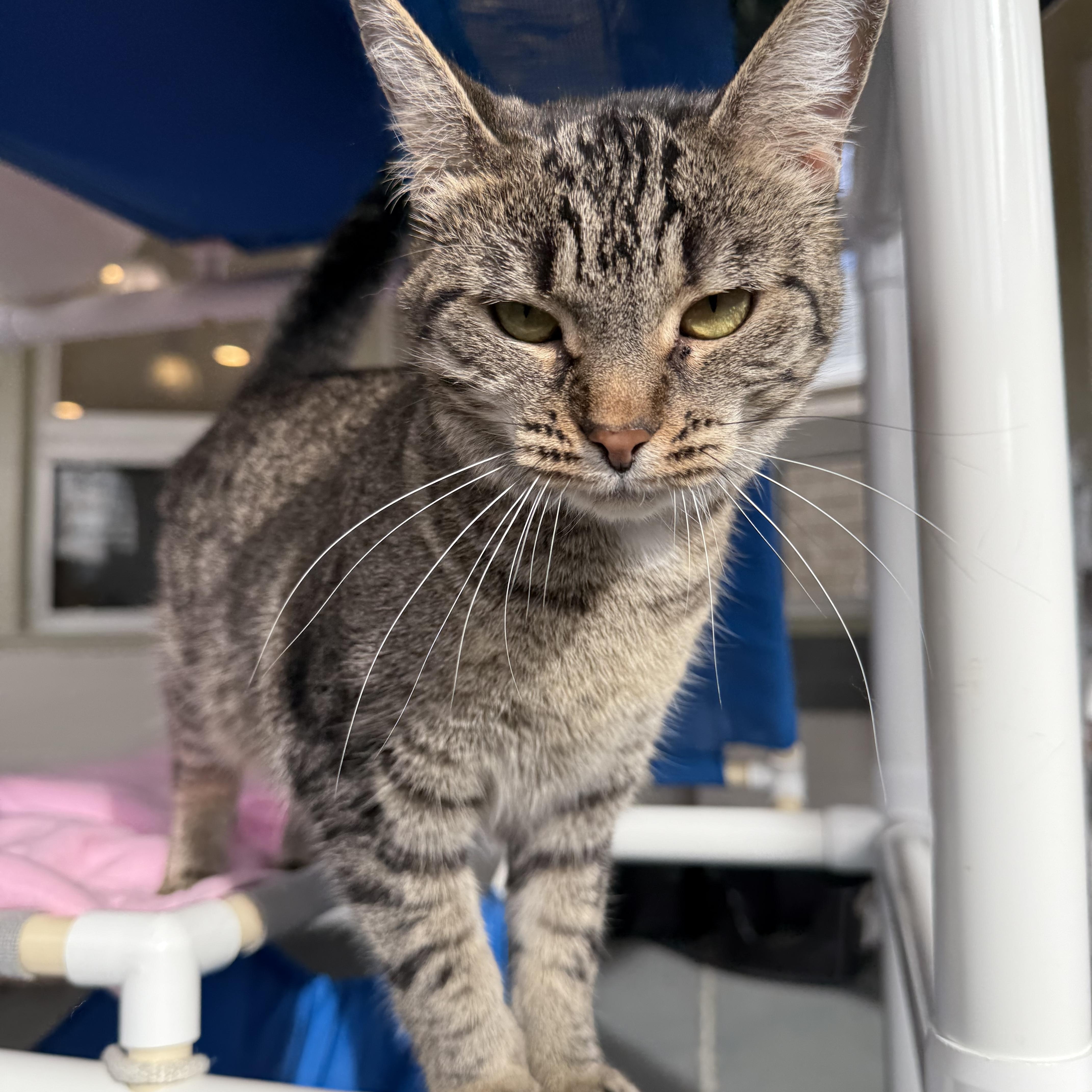 Enlarge Eve, a Adoptable mixed breed in Latrobe, PA image 6/6