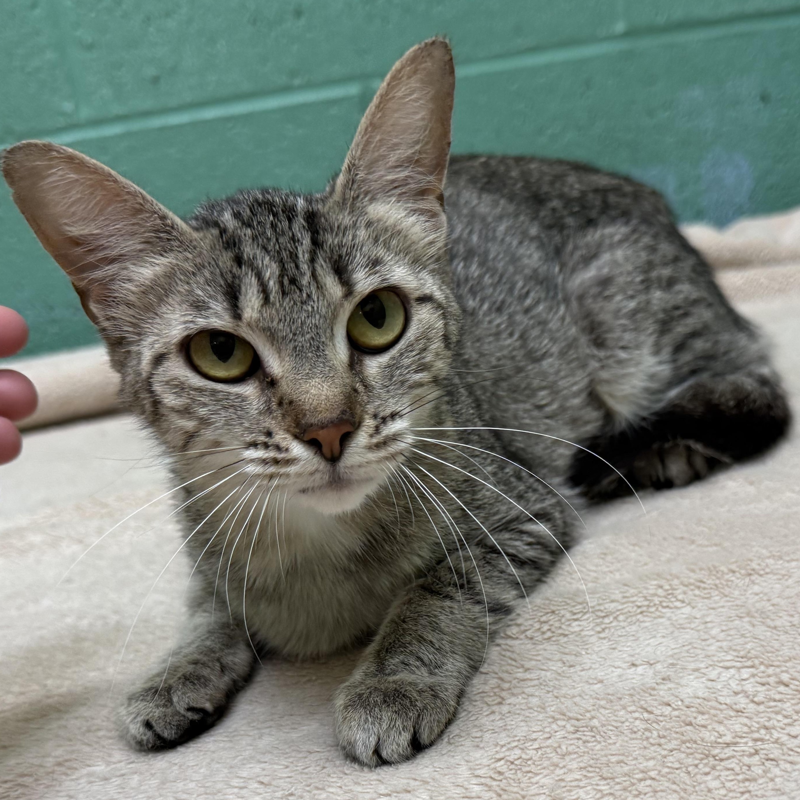 Eve, a Adoptable mixed breed in Latrobe, PA image 2/6