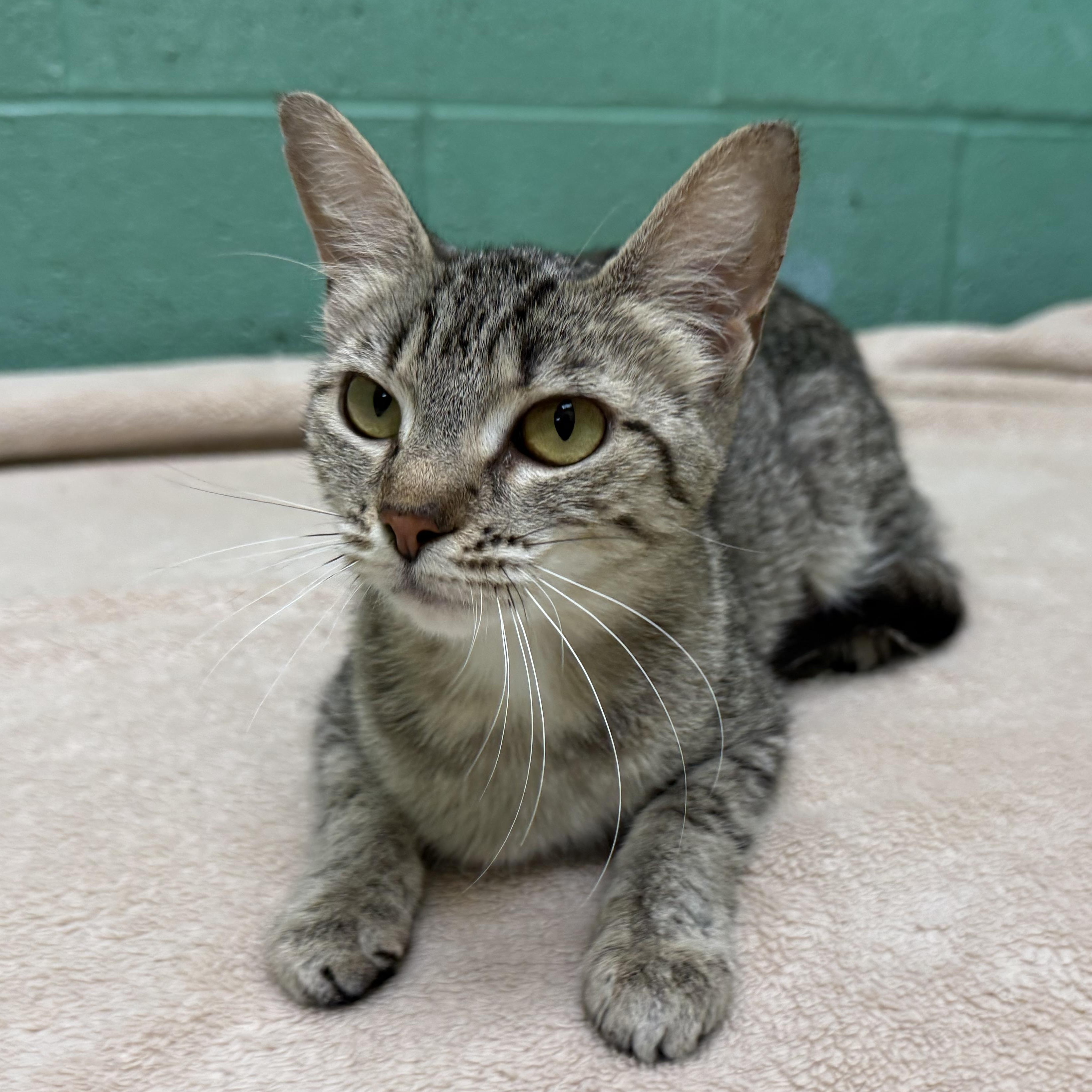 Eve, a Adoptable mixed breed in Latrobe, PA image 3/6