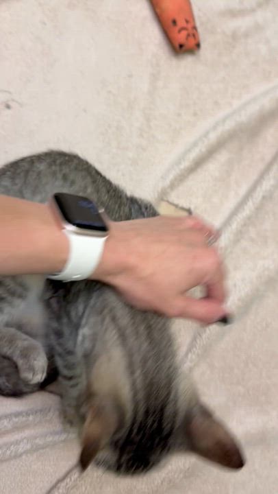 Enlarge Eve, a Adoptable mixed breed in Latrobe, PA video 5/6