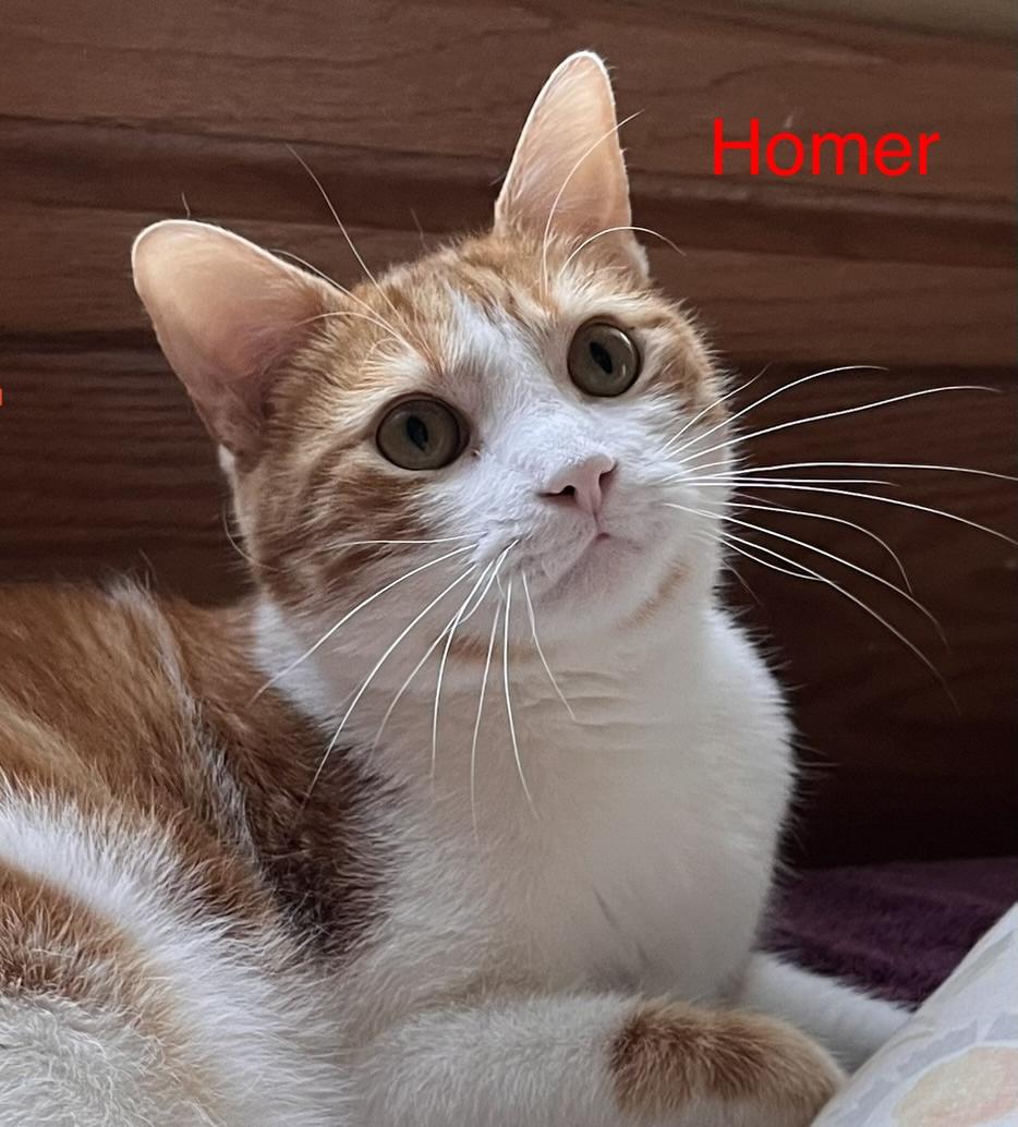 Enlarge Homer, a Adoptable mixed breed in Moreno Valley, CA image 1/5