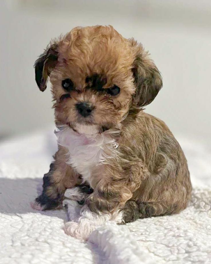 Enlarge Ambrose, a Adopted Poodle in Corona, CA image 1/1