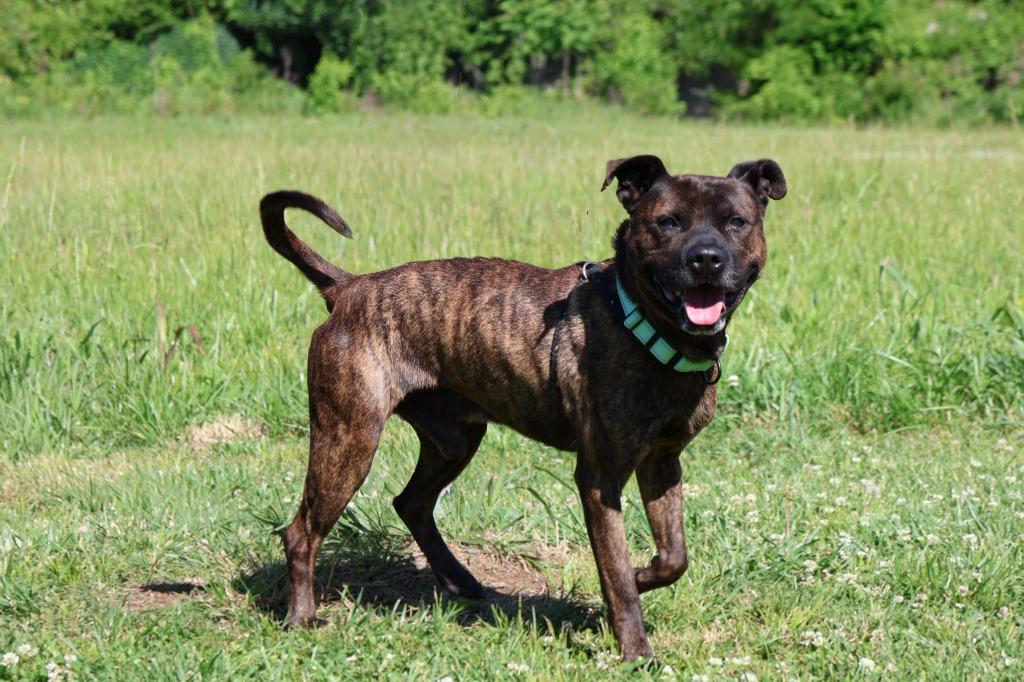 Enlarge Jake "Beano, a Adoptable mixed breed in Columbia, TN image 1/5