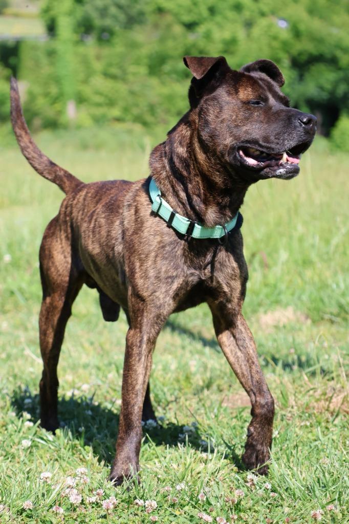 Enlarge Jake "Beano, a Adoptable mixed breed in Columbia, TN image 2/5