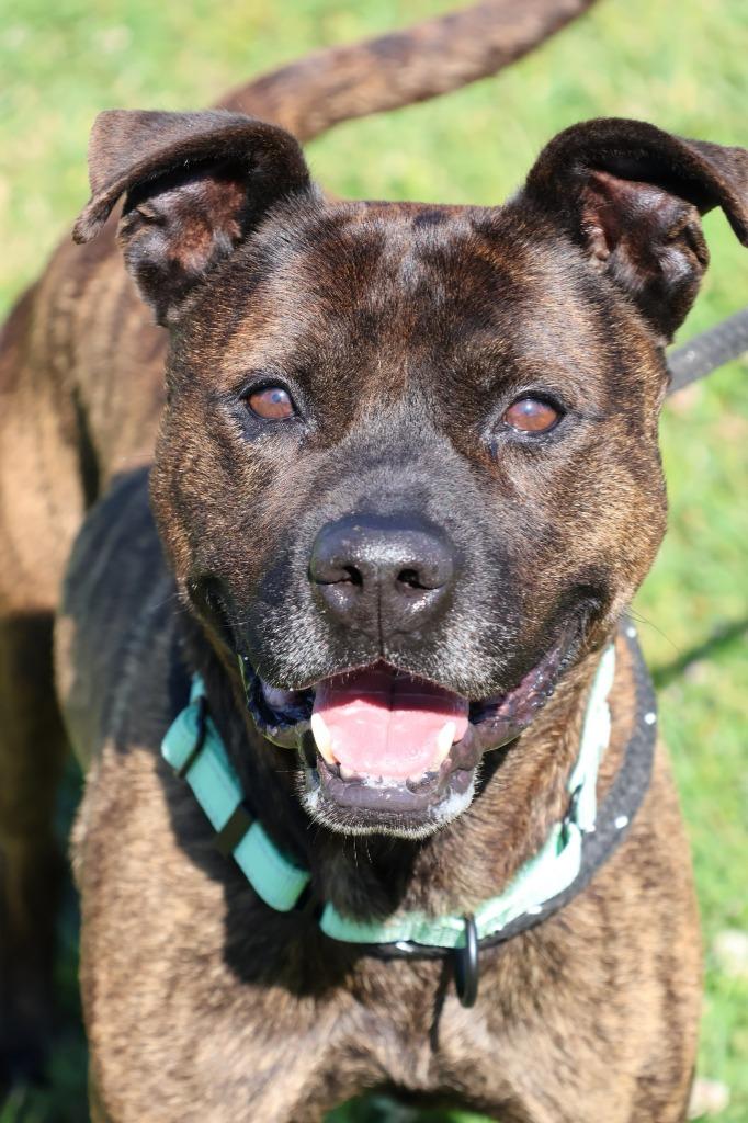 Enlarge Jake "Beano, a Adoptable mixed breed in Columbia, TN image 3/5