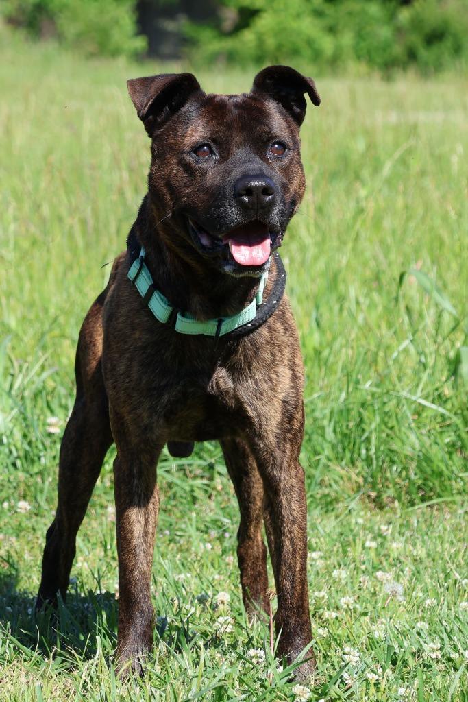 Enlarge Jake "Beano, a Adoptable mixed breed in Columbia, TN image 4/5