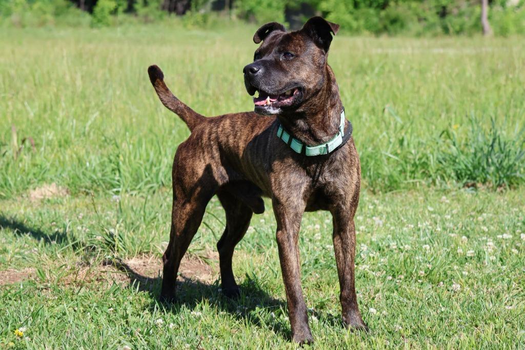 Enlarge Jake "Beano, a Adoptable mixed breed in Columbia, TN image 5/5