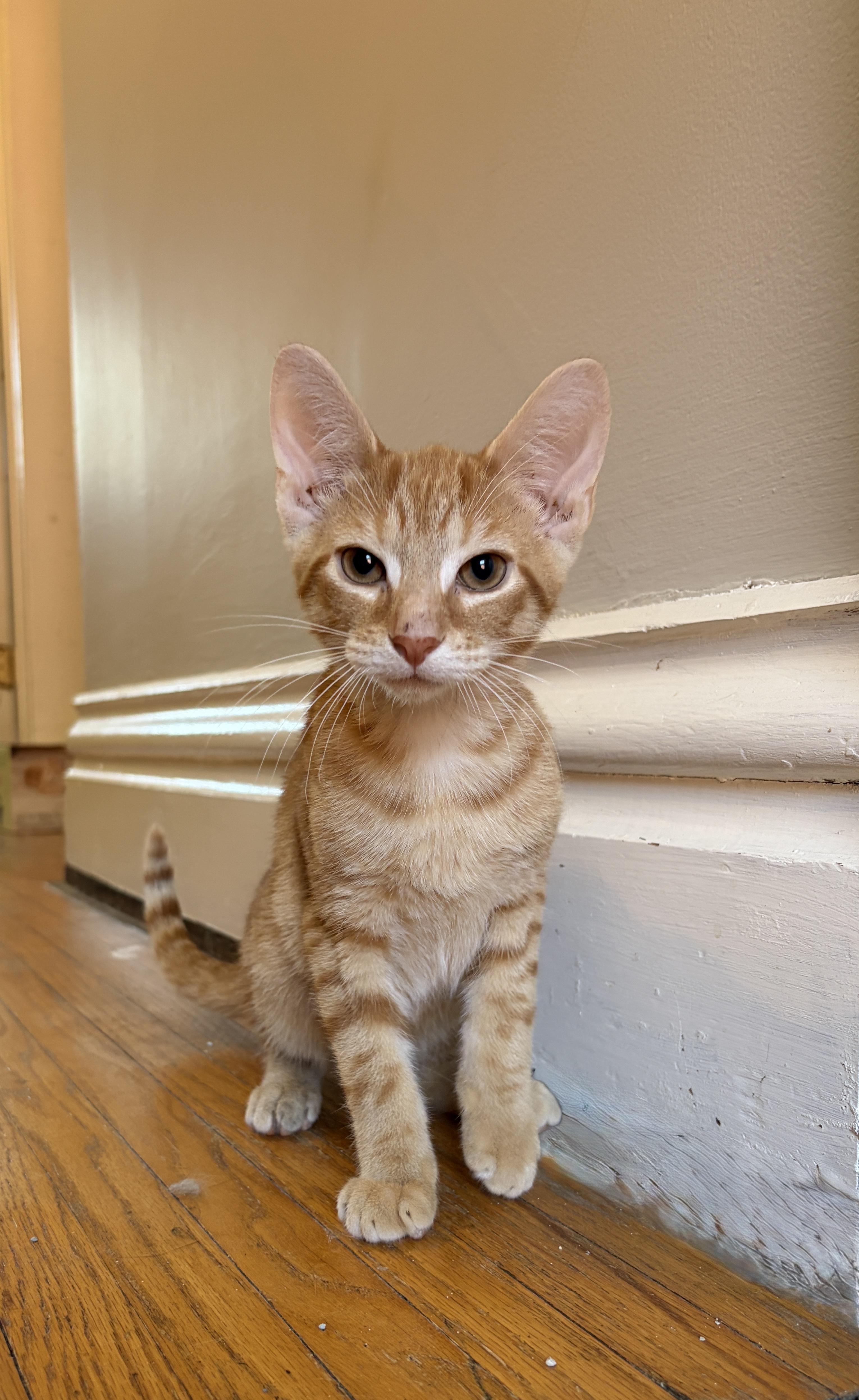 Enlarge INDIGO, a Adopted Domestic Short Hair in Shakespeare, ON image 1/2