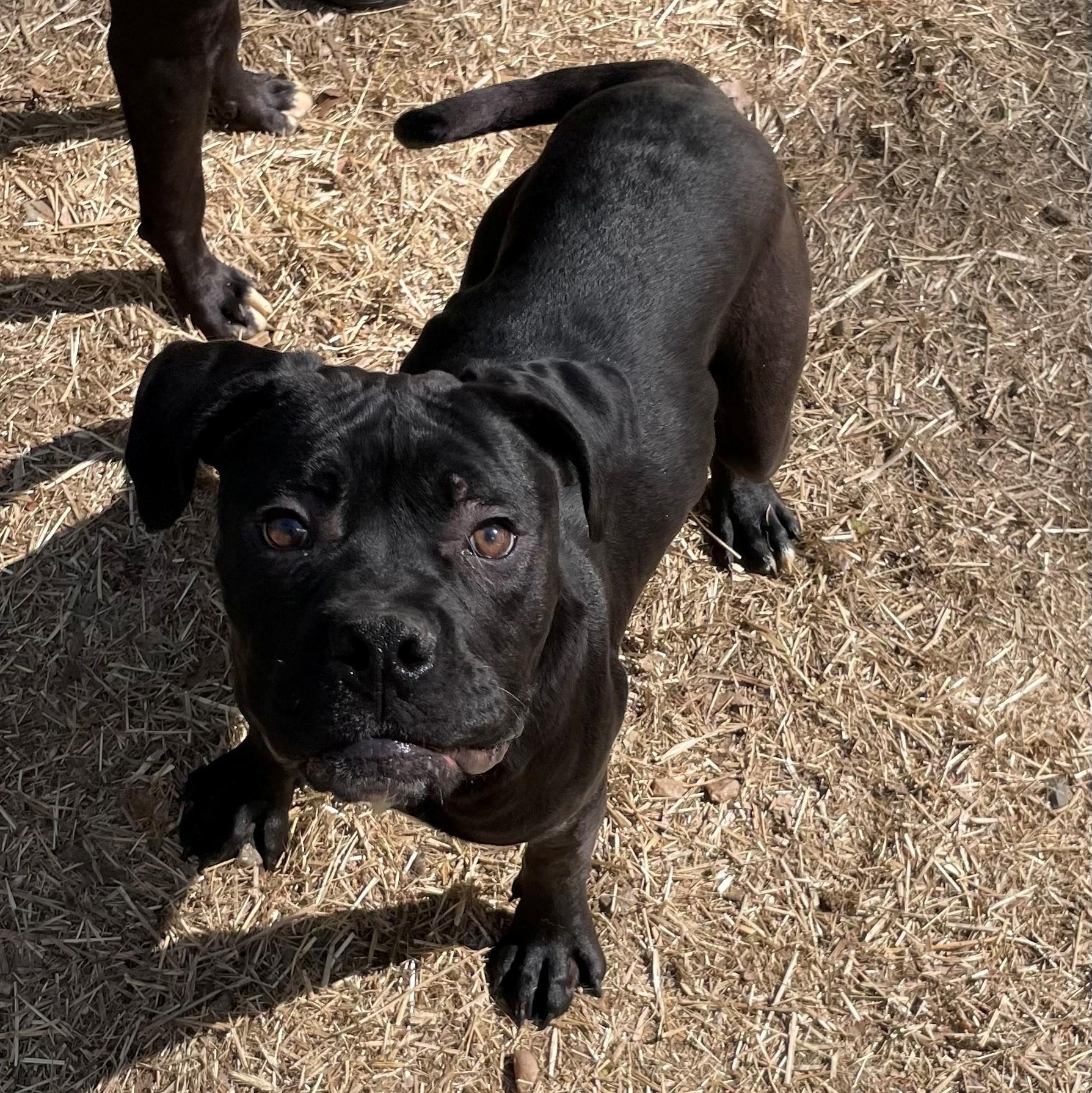 Vader, ADOPTABLE, Young Male Cane Corso.
