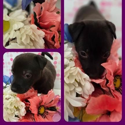 Margaret, a Adoptable Terrier in Yucaipa, CA image 1/5