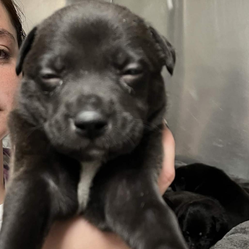 Margaret, a Adoptable Terrier in Yucaipa, CA image 2/5