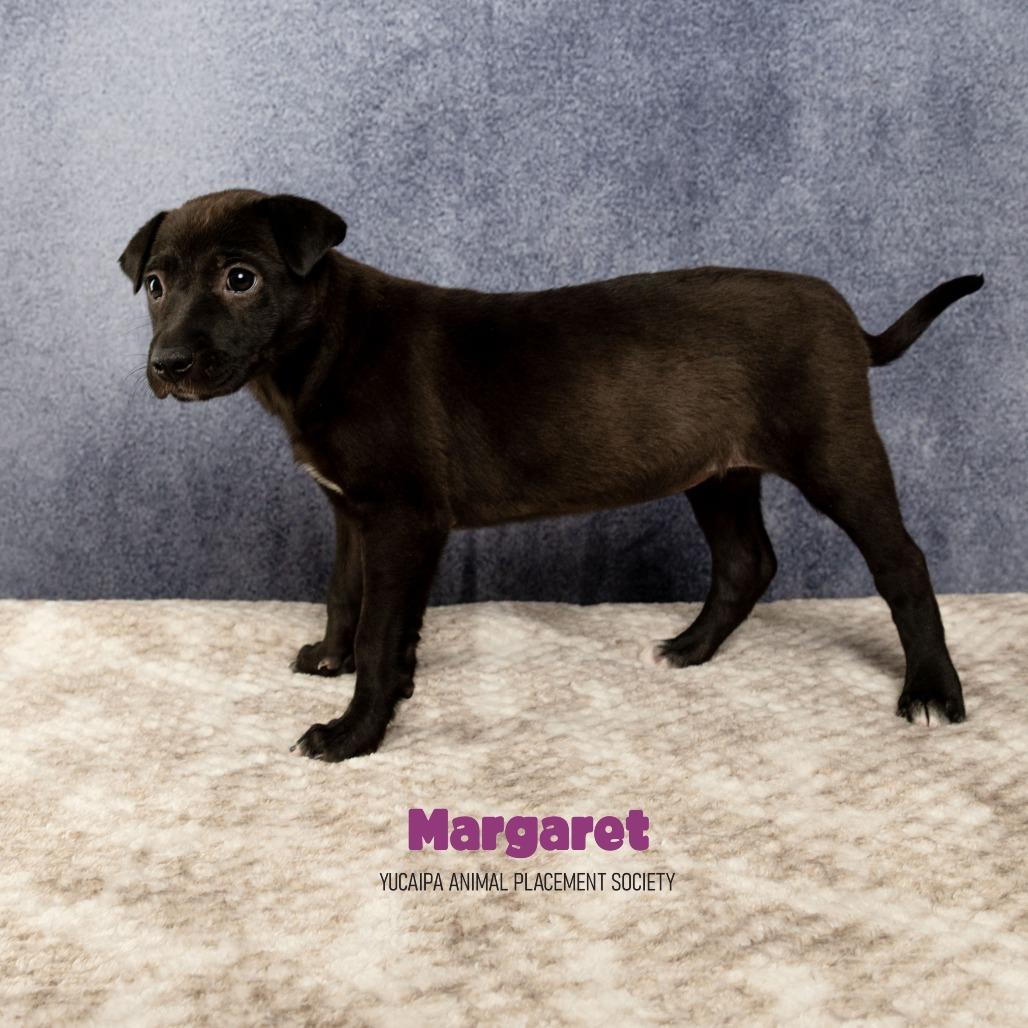 Margaret, a Adoptable Terrier in Yucaipa, CA image 3/5